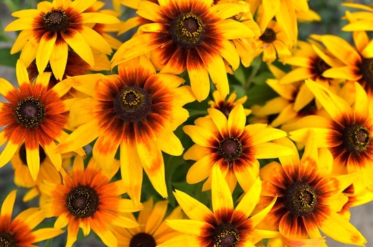太陽(yáng)花