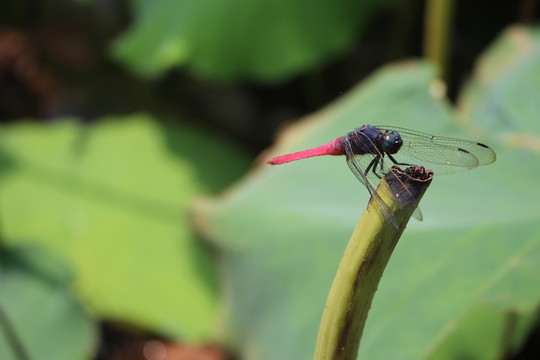 蜻蜓