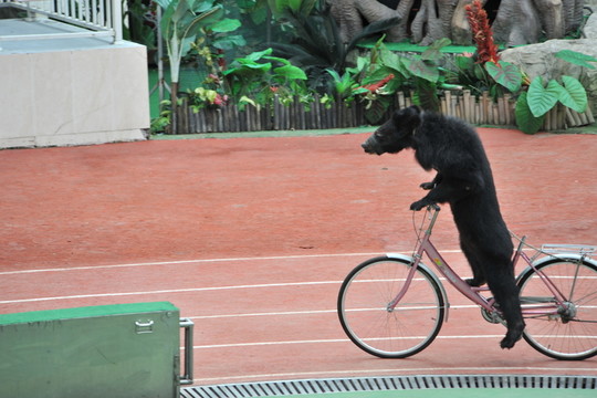 騎車的猩猩