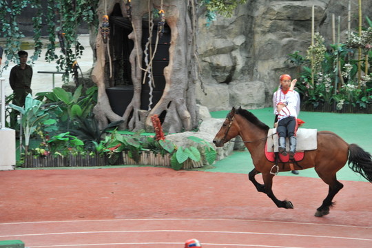 上海野生動物園馬術(shù)表演