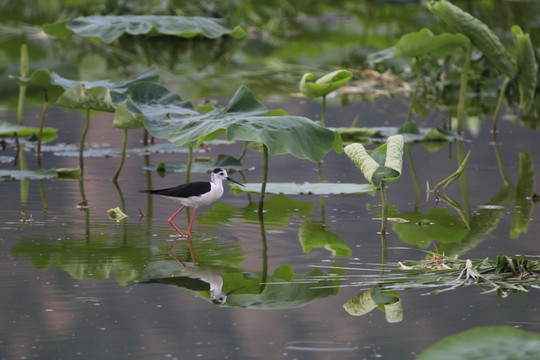 小鳥