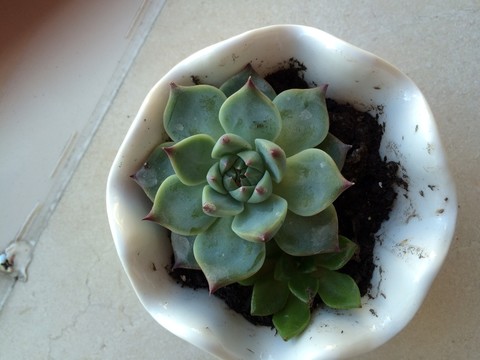 小盆載