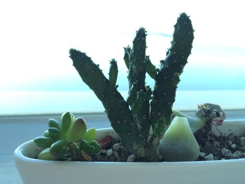 小盆載