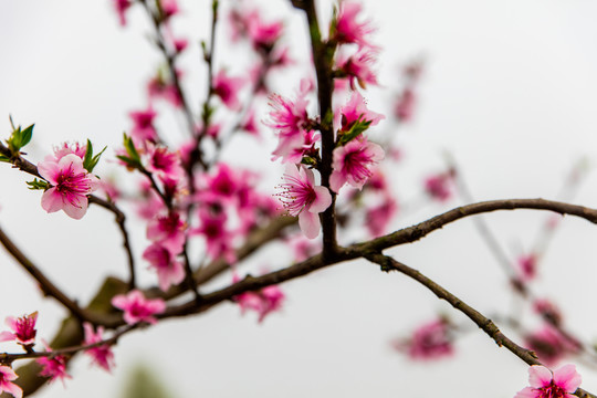 桃花