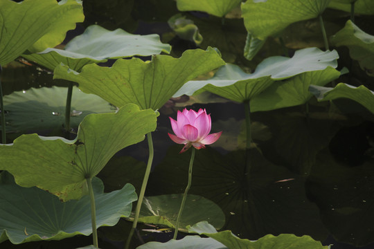 荷花