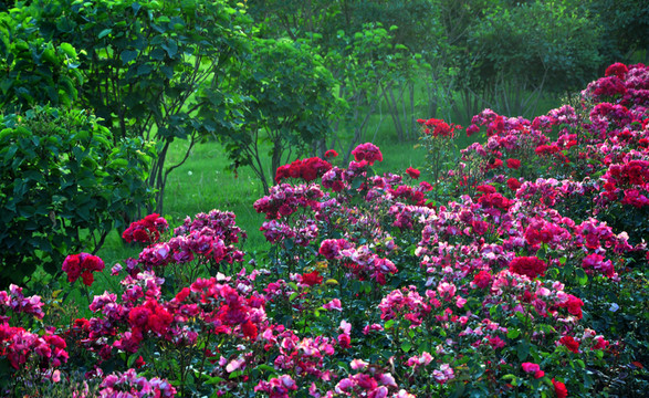 月季花