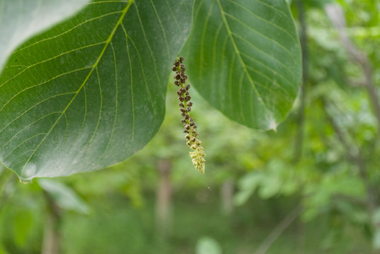 新疆核桃樹