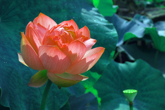 荷花