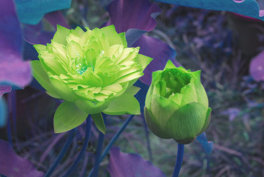 荷花