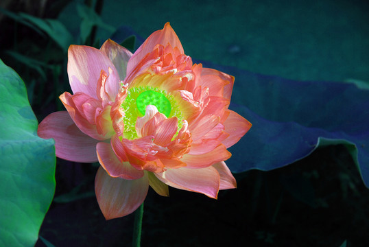 荷花  荷花池