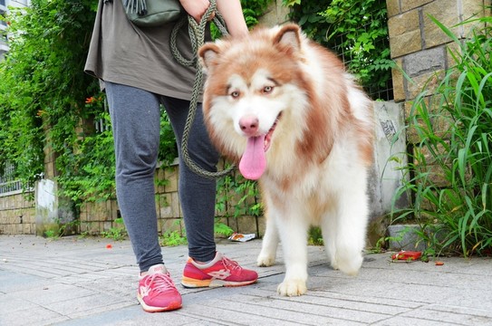 遛狗 阿拉斯加犬
