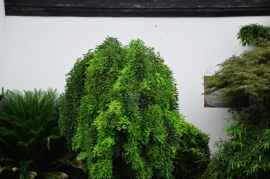 植物墻 背景墻 園藝墻