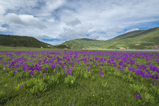 麗江花海子 野花遍地