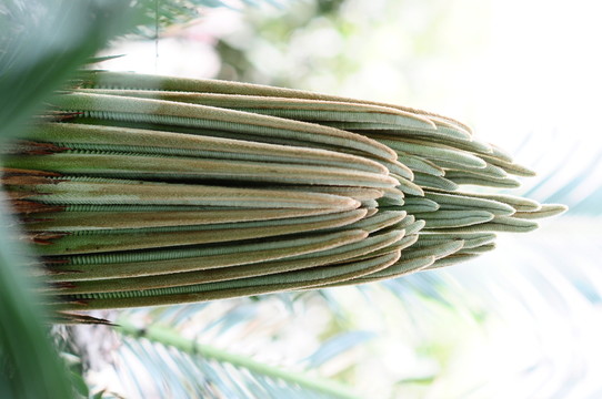 鐵樹嫩芽