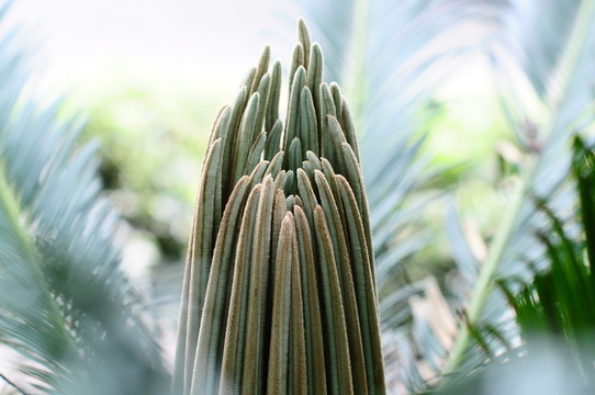 鐵樹(shù)嫩芽