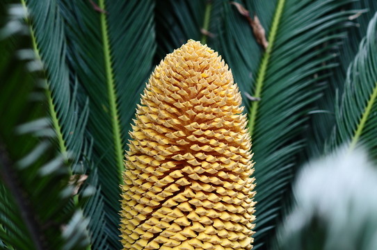 鐵樹花
