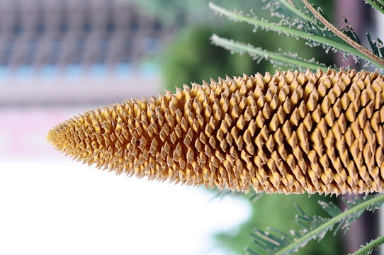 鐵樹花