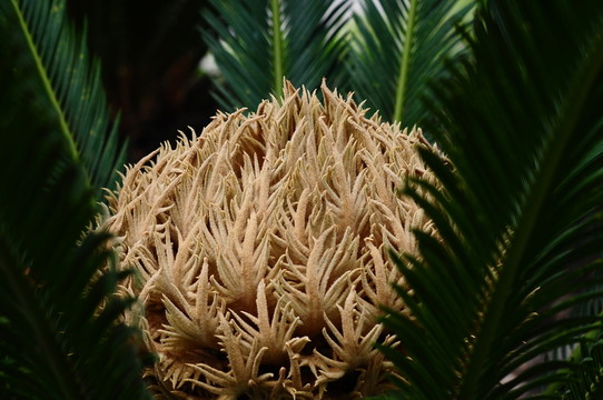 鐵樹花