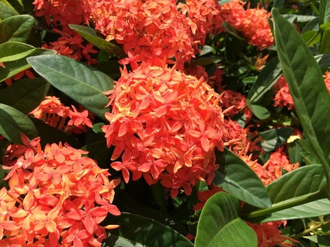 橙色花