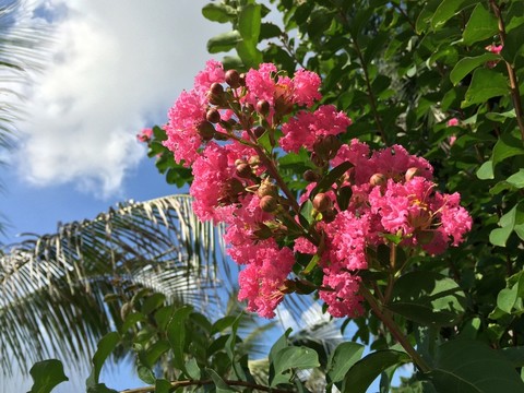 紅花