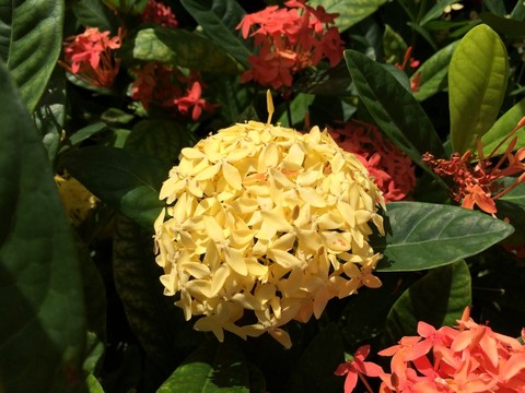 黃花