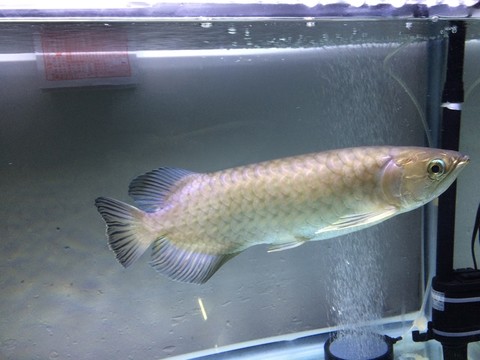 金龍魚