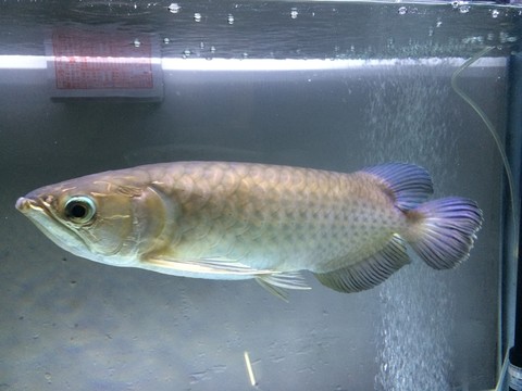 金龍魚