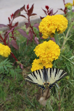 蝶戀花