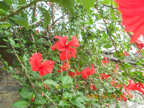 紅花