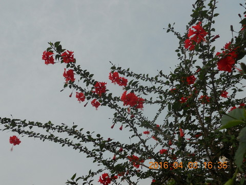 紅花