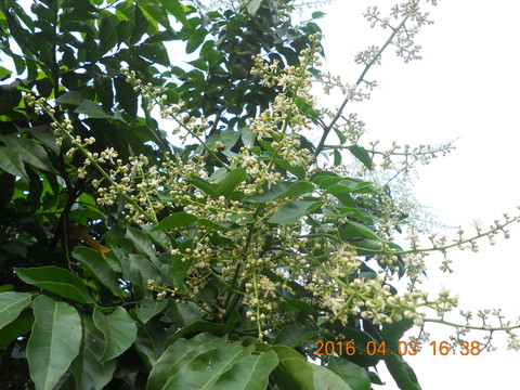 黃皮花