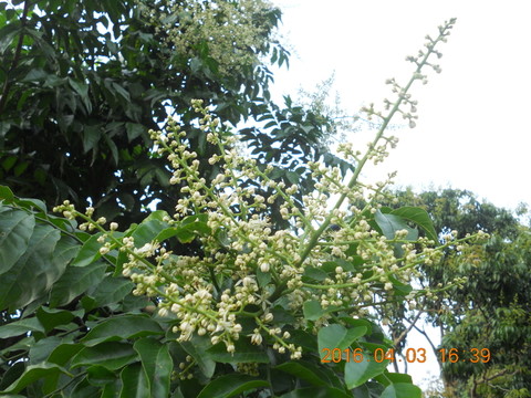 黃皮花