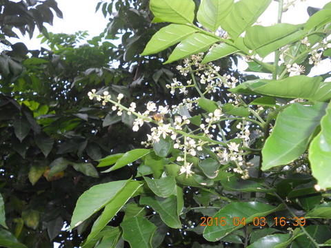 黃皮花蜂