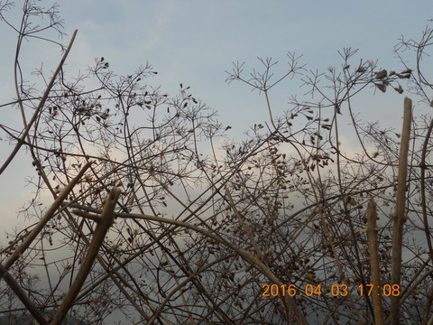 枯枝