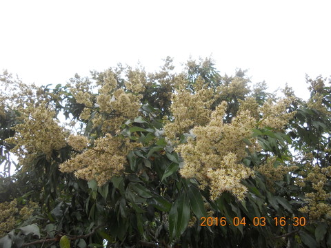 荔枝花