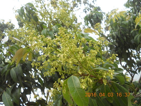 荔枝花