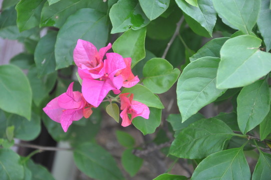 花草