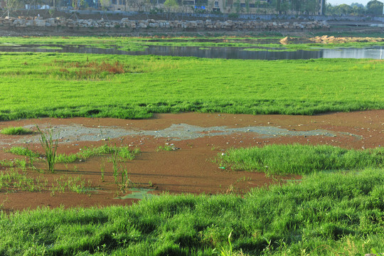 河道 河底水草  小河