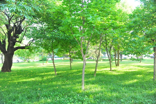 樹林