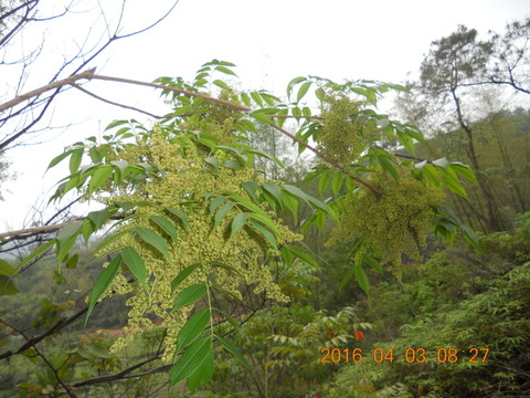 山花