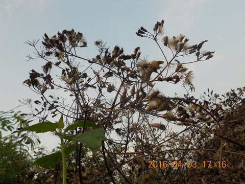 枯枝綠葉