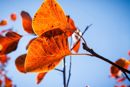香山紅葉