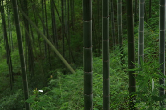 青竹