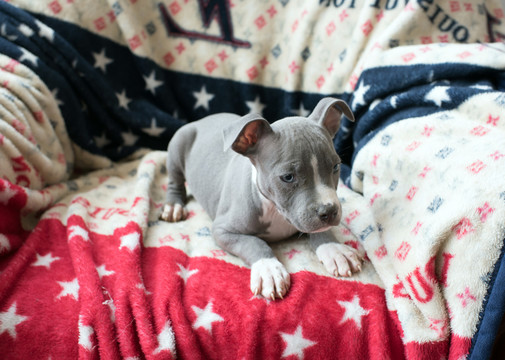 美國斯塔福郡梗犬