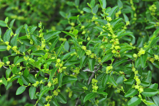 棗花 棗樹開花