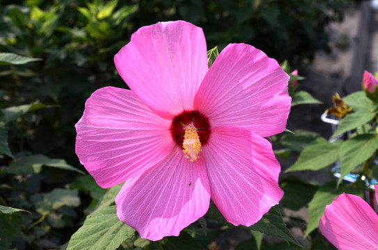 粉色芙蓉葵