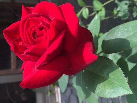 月季花