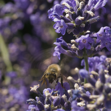 蜜蜂