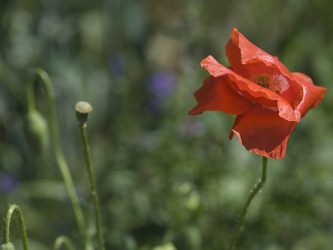 紅花