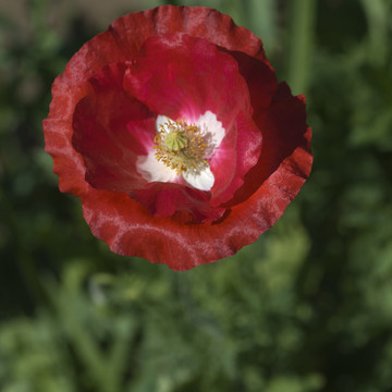 紅花